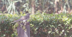 Read more about the article Nature Could Not Keep Her Cuckoo